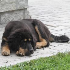 tibetan mastiff puppy